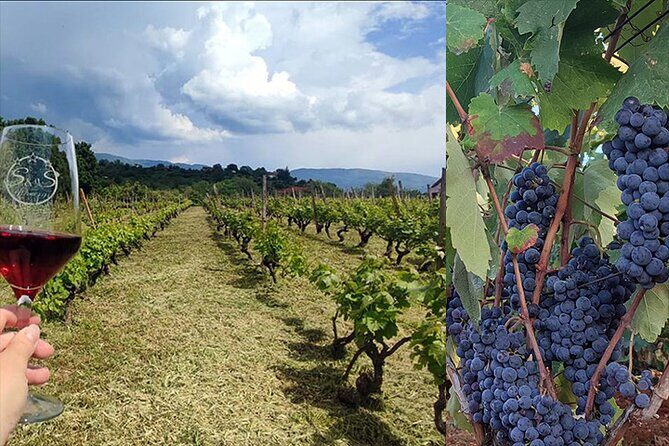 S&S Winery - Wine Tasting Experience in Ohrid - The Sum Up