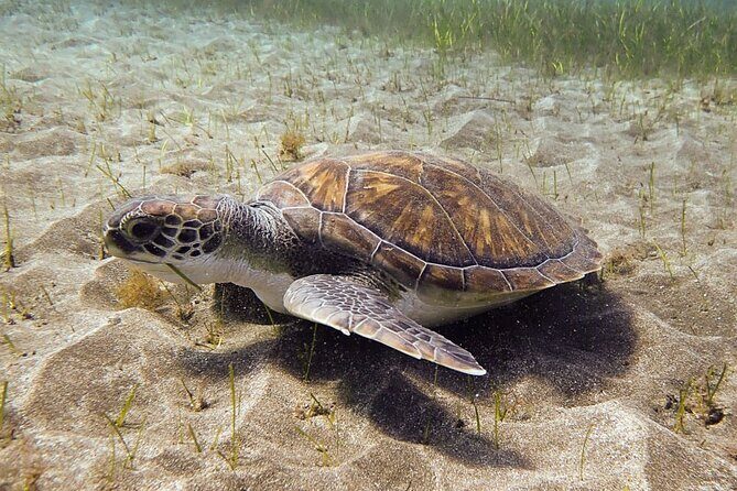 SSI Open Water, South Tenerife - Why Choose This Course?