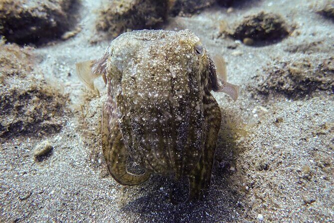 SSI Open Water, South Tenerife - What’s Included and What You Should Know