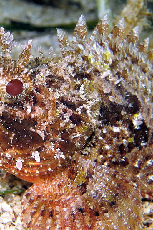 SSI Try Scuba Diving in the sea - Practicalities and Considerations