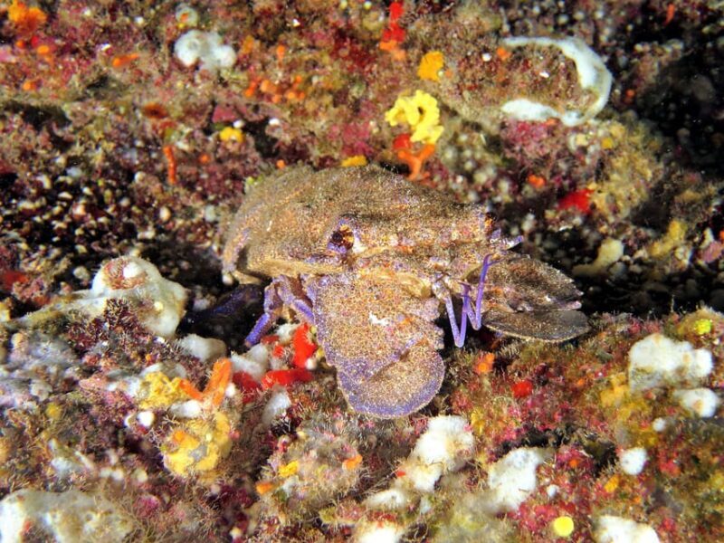 SSI Try Scuba Diving in the sea - FAQs About the SSI Try Scuba Diving in Malta