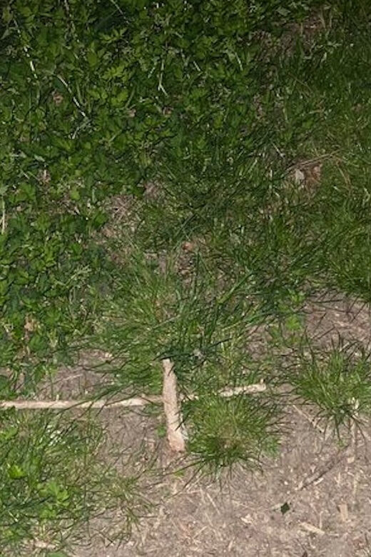 St. Augustine: Devil's Hour Paranormal Investigation Tour - Key Points