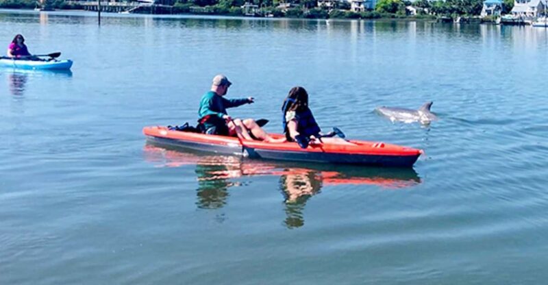 St. Augustine: Dolphin and Manatee Paddle or Kayak Tour - Key Points