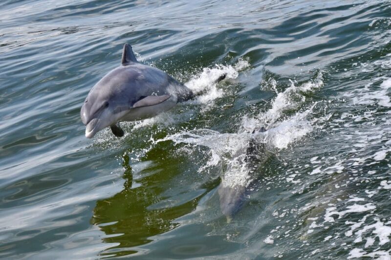 St. Augustine: Dolphin Watching Harbor Tour with Drinks - What to Expect from the Tour
