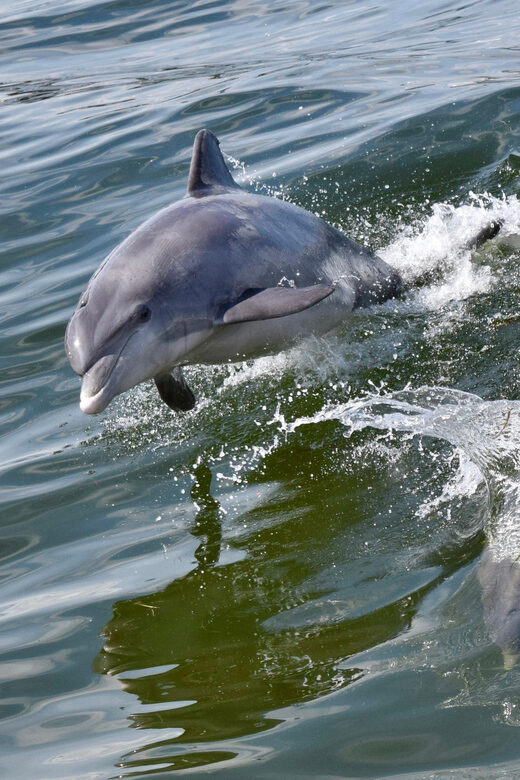 St. Augustine: Dolphin Watching Harbor Tour with Drinks - What the Reviews Say