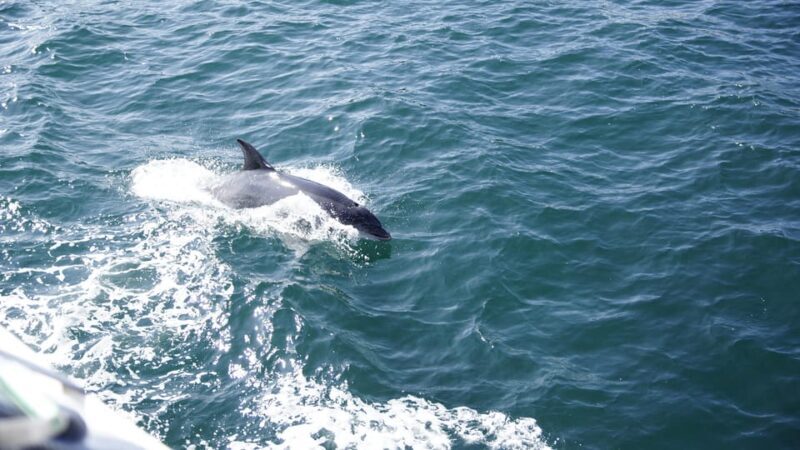 St. Augustine: Dolphin Watching Harbor Tour with Drinks - FAQ