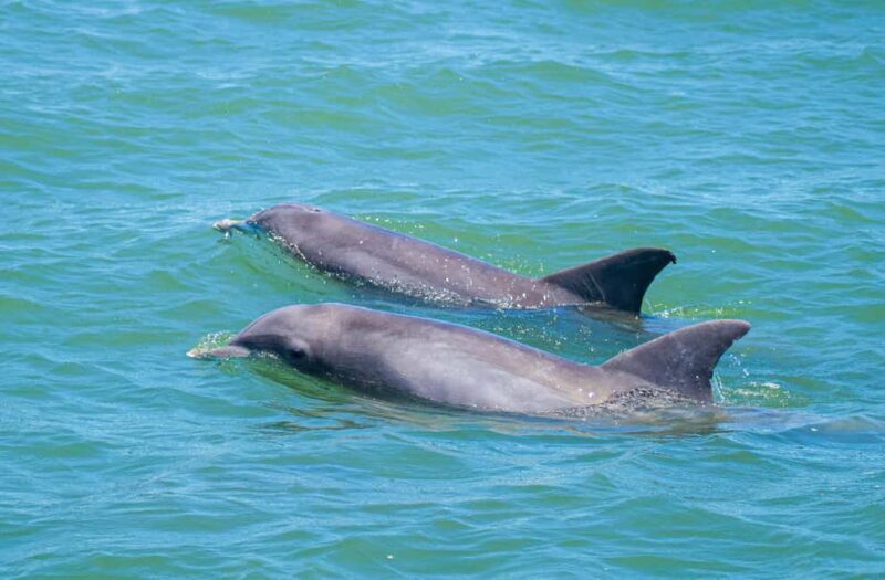 St. Augustine: Expert-Led Dolphin & Wildlife Eco Adventure - Key Points