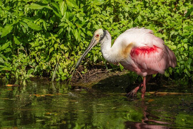St. Augustine Wildlife Adventure: Boat Cruise & Kayak Eco Tour - Who Will Love This Tour?