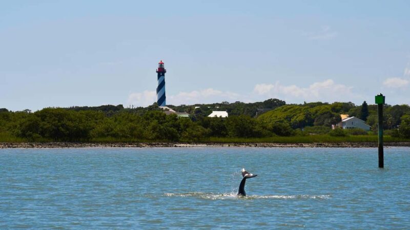 St. Augustine Wildlife Adventure: Boat Cruise & Kayak Tour - The Sum Up