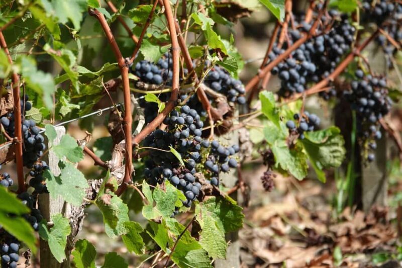 St. Emilion: Half Day E-Bike & Wine Tour with Wine & Cheese - Who Will Love This Tour?