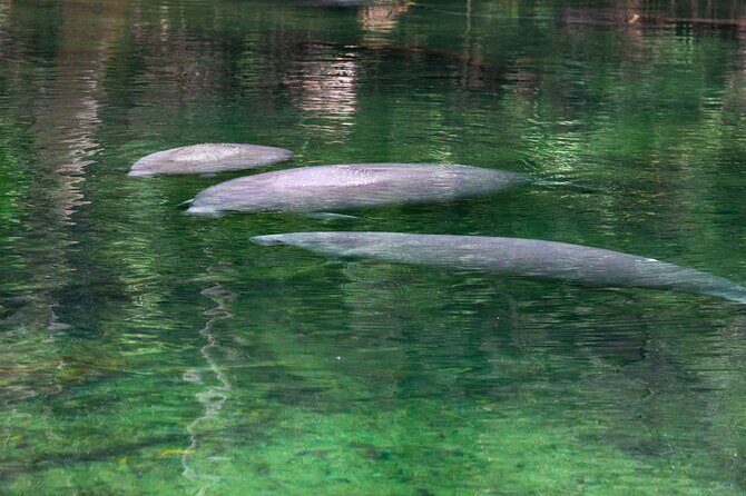 St. Johns River Cruise - Blue Spring State Park - An In-Depth Look at the Experience