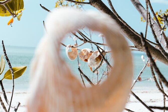 St. Pete Dolphin Watching and Shelling Adventure - The Value of the Experience