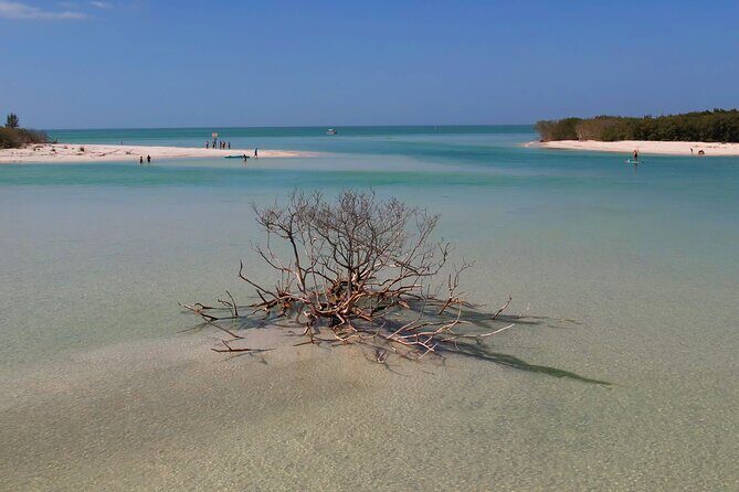 St. Pete Dolphin Watching and Shelling Adventure - Final Thoughts