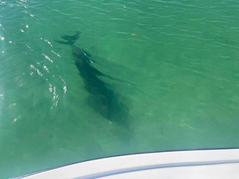 St. Petersburg, FL: 4-Hour Private Beach Tour - Exploring the Tour: What You Can Expect