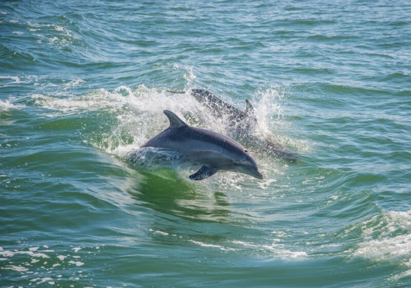 St. Petersburg, FL: Private 2-Hour Dolphin Watching Cruise - Key Points