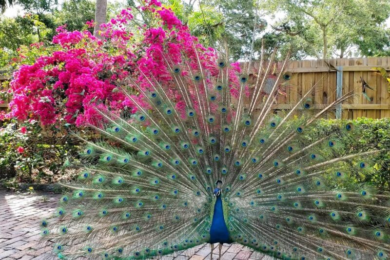 St. Petersburg: Jungle Prada Site History Tour - FAQs