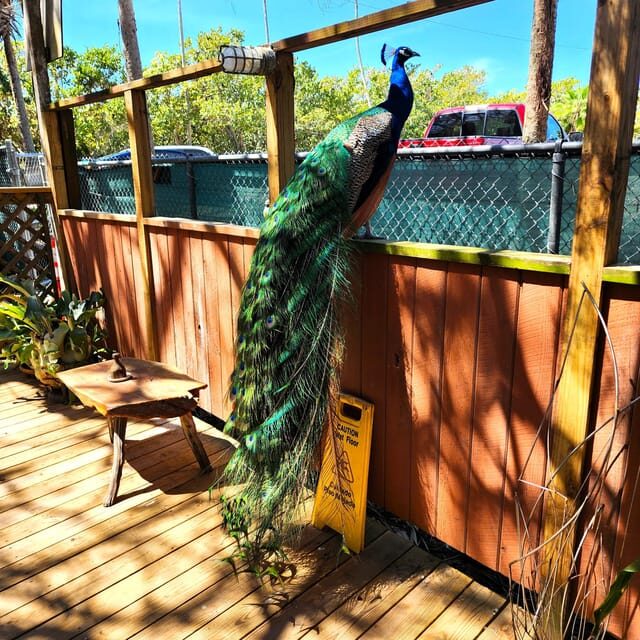 St. Petersburg: Jungle Prada Site History Tour - Final Thoughts