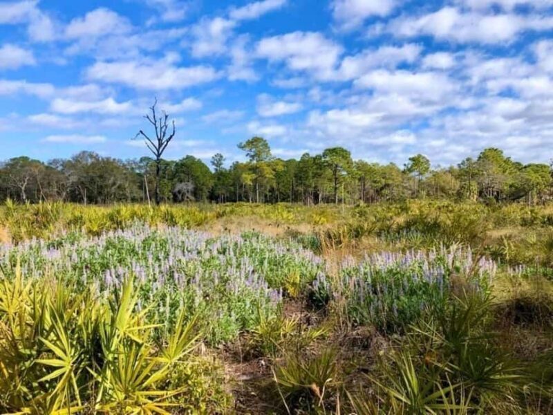 St. Petersburg: Lake Maggiore Bike Tour with Guide - The Experience from Visitors’ Perspectives