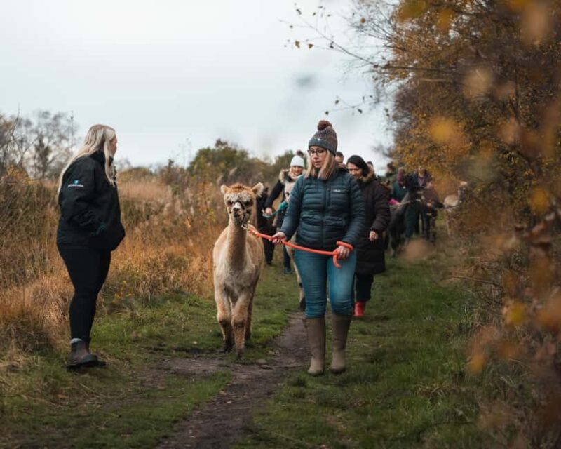 Staffordshire: Wetley Moor Alpaca Trekking Experience - Key Points