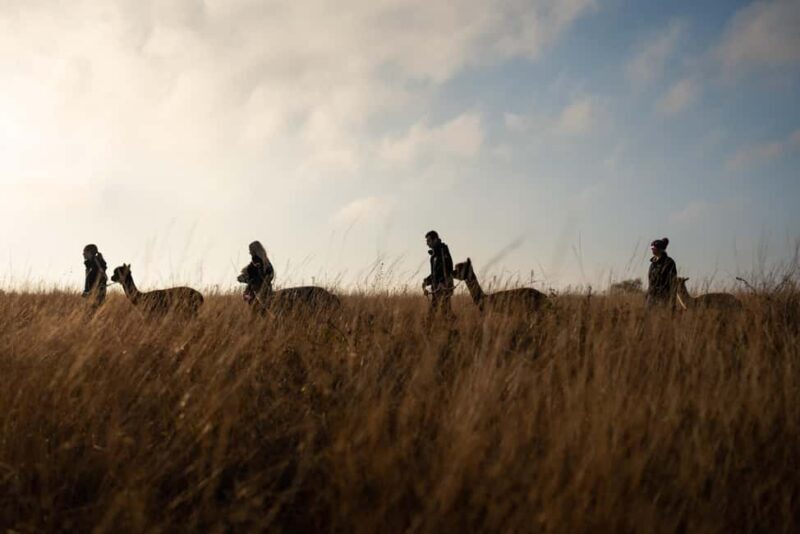 Staffordshire: Wetley Moor Alpaca Trekking Experience - What Do Travelers Say?