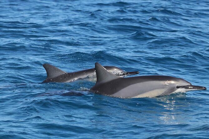 Stand Up Paddle Board Rentals in Kailua-Kona - FAQs