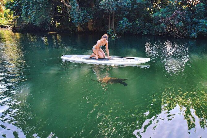 Stand Up Paddle Nature and Turtle tour-Guaranteed to see turtles - What to Expect from the Tour