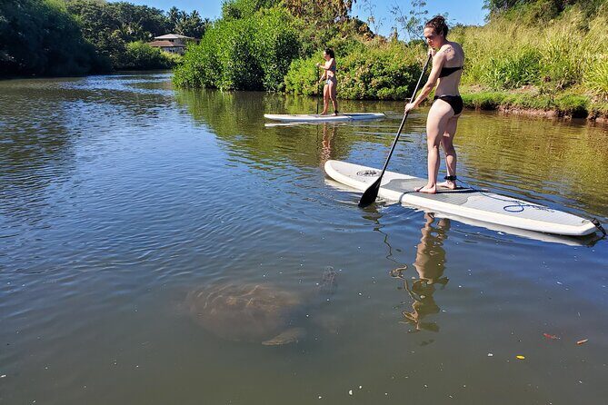Stand Up Paddle Nature and Turtle tour-Guaranteed to see turtles - The Experience in Detail