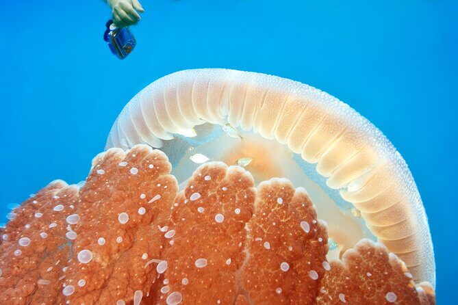 Stand up paddling board for 2 hours rental - FAQ