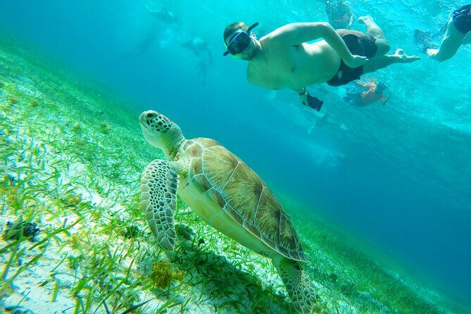 Starfish, Stingrays and the Turtle Sanctuary Snorkeling Tour - What to Expect from the Tour