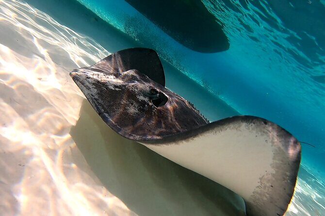 Starfish, Stingrays and the Turtle Sanctuary Snorkeling Tour - Who Is This Tour Best For?