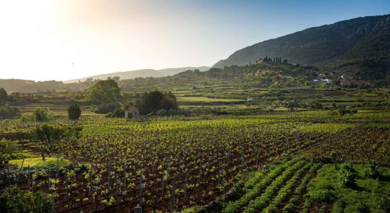 Stari Grad: Private Tuk-Tuk tour with Wine tasting - Price and Value