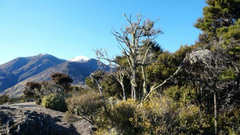 Stevensons Island 2-Hour Cruise and Nature Walk - What to Know Before You Go
