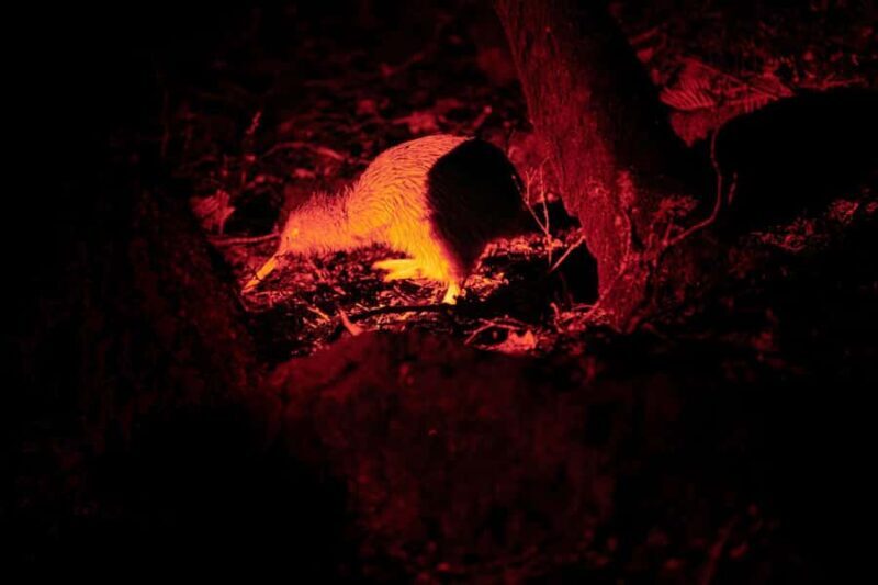 Stewart Island: Wild Kiwi Experiences - Key Points