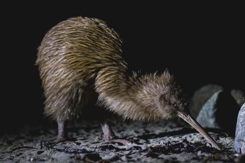 Stewart Island: Wild Kiwi Experiences - An In-Depth Look at Stewart Island: Wild Kiwi Experiences