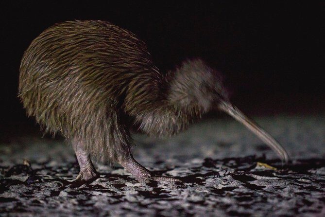 Stewart Island Wild Kiwi Experiences - A Detailed Look at the Experience