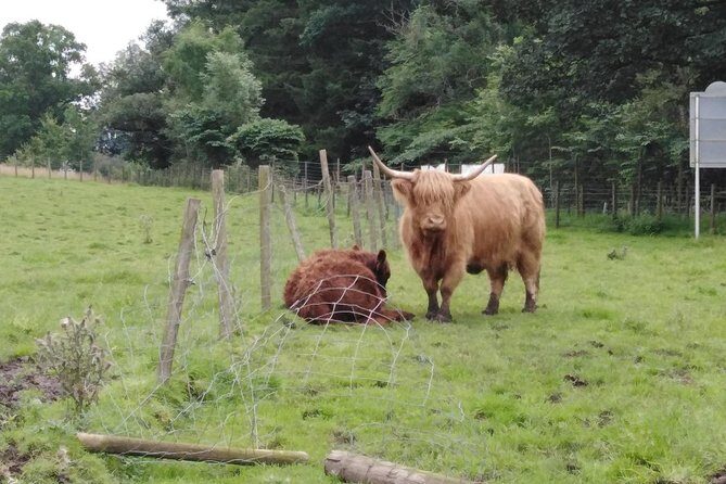 Stirling Castle, Hairy Coo's & The Trossachs - What Travelers Say
