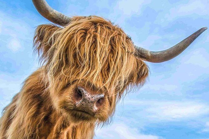 Stirling Castle Loch Lomond and Trossachs National Park day tour - Key Points