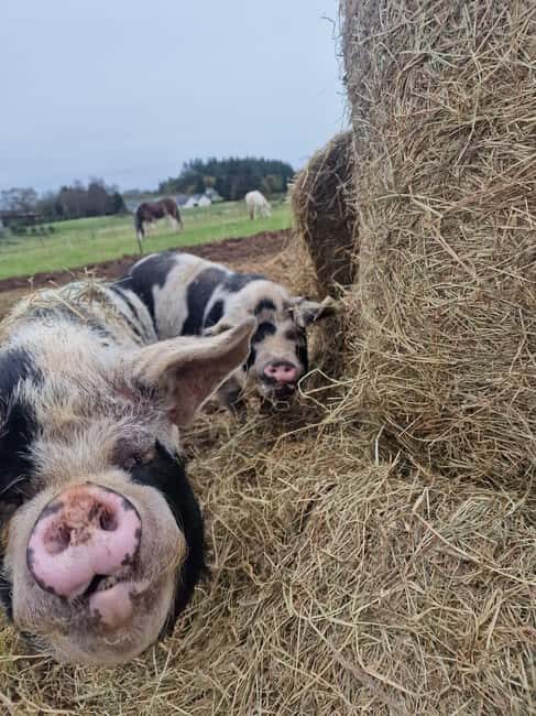 Stirling: Harmony Fields Animal Sanctuary Guided Tour - Key Points
