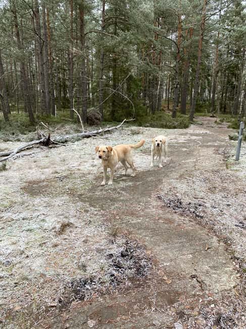 Stockholm: Dog Walk in Nature Reserve with Swedish Fika - FAQ