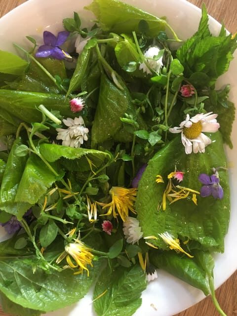 Stockholm, Mushroom and Wild Plant Foraging Tour with expert - Practical Details and Considerations