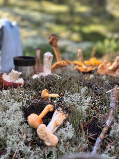 Stockholm, Mushroom and Wild Plant Foraging Tour with expert - Who Will Enjoy This Tour?