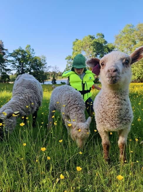 Stockholm: Self Guided Kayak Adventure in Nature Reserve - Discovering Stockholm’s Inner Archipelago by Kayak