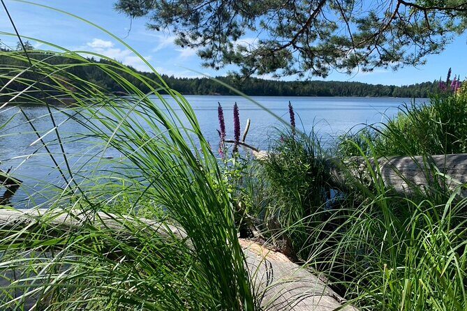 Stockholm: Sunset Hike in Tyresta National Park with Meal - The Value of the Experience