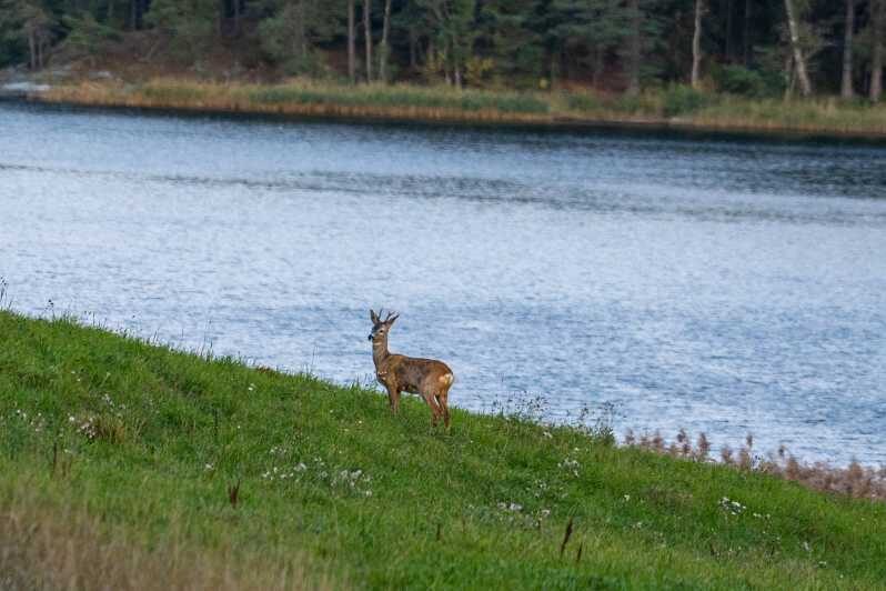 Stockholm: Wildlife Tour With Dinner and Short Hike - An Honest Look at the Wildlife Safari Near Stockholm
