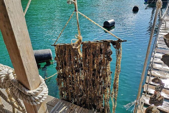 Ston Gastro Tour - A Closer Look at the Itinerary