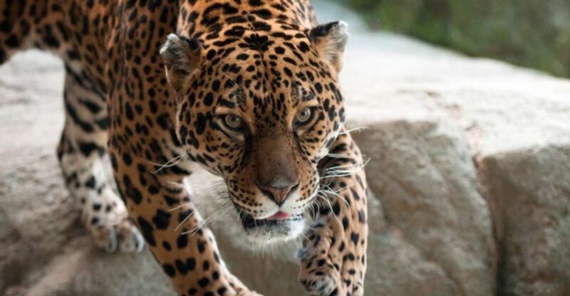 Stoneham, Massachusetts: Stone Zoo Entry Ticket - What Makes Stone Zoo Stand Out?