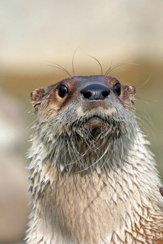 Stoneham, Massachusetts: Stone Zoo Entry Ticket - The Unique Habitats and Exhibits