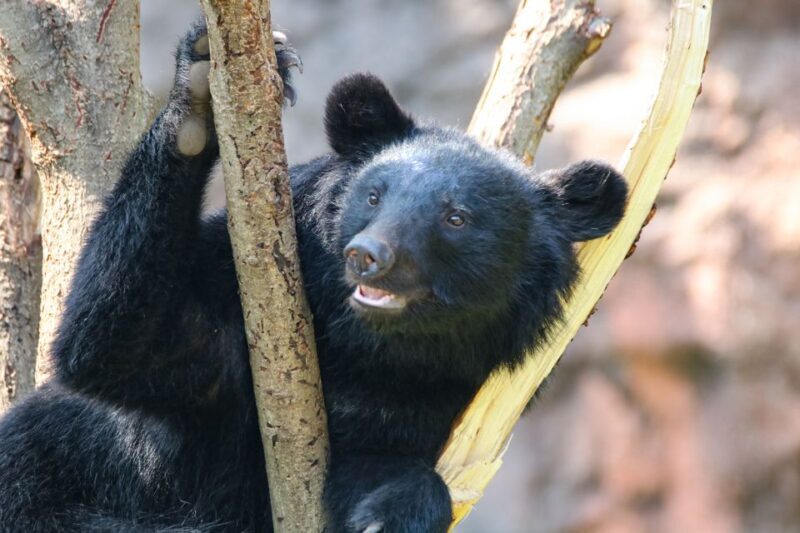 Stoneham, Massachusetts: Stone Zoo Entry Ticket - Authentic Visitor Feedback