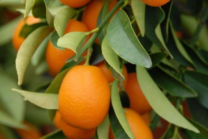 Stories of Food and Culture in the Old Town of Corfu - What to Expect from the Tour