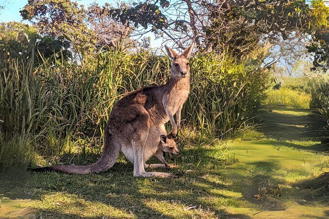 Stradbroke Island Eco Day Trip from Brisbane  Wildlife & Beaches - Who Should Consider This Tour?